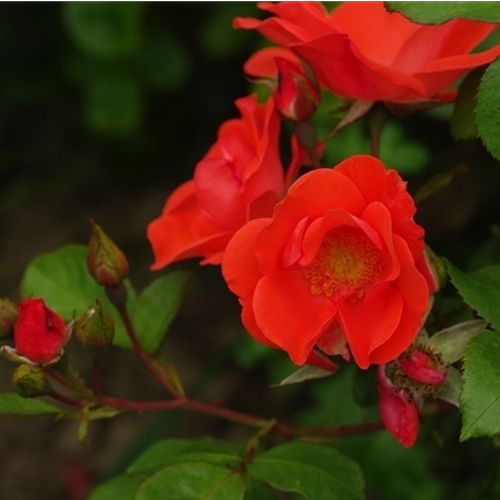 Gärtnerei - Rosa Fred Loads™ - rot - floribundarosen - diskret duftend - Robert A. Holmes - Hervorragend für Ausstellungen, gut geeignet für große Gärten und Sichtschutzwände. Widerstandsfähig gegen Krankheiten.